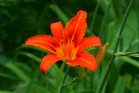 [Orange+flower.JPG]