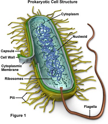 cell central vacuole Animal Cell With Vacuole. cell central vacuole