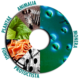 taxonomic classification; Taxonomy Key Worksheet