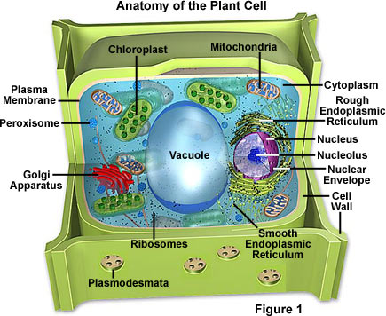 Play this Cell Quiz. overview of plant cell. Play this Cell Quiz.