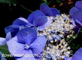 Beautiful Purple Hydrangea Macrophylla Flowers Stock Photo