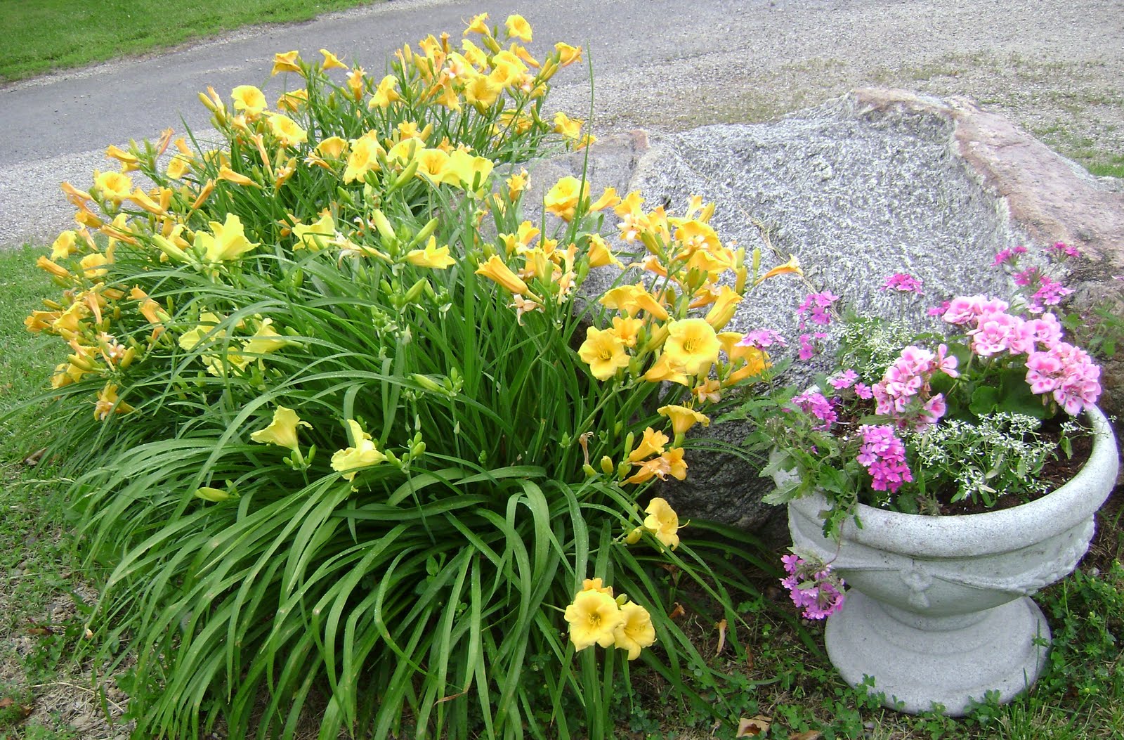 Summer Flower Summer Flowers In Season