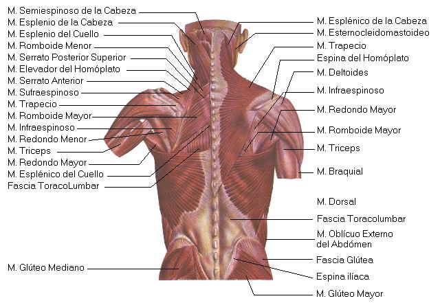 EL CUERPO HUMANO Y SUS MUSCULOS el cuerpo humano y sus musculos: