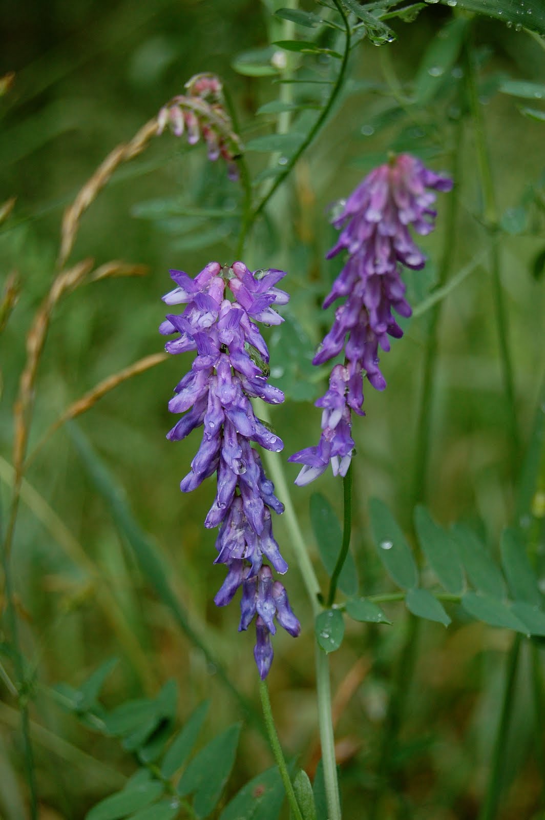 FoodieMommy The Beauty of Vermont Flowers in July