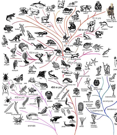 Compare And Contrast Natural Selection With Genetic Drift Compare And Contrast Natural Selection With Genetic Drift