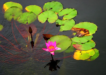 all beautiful images