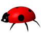 [478-ladybug.gif]