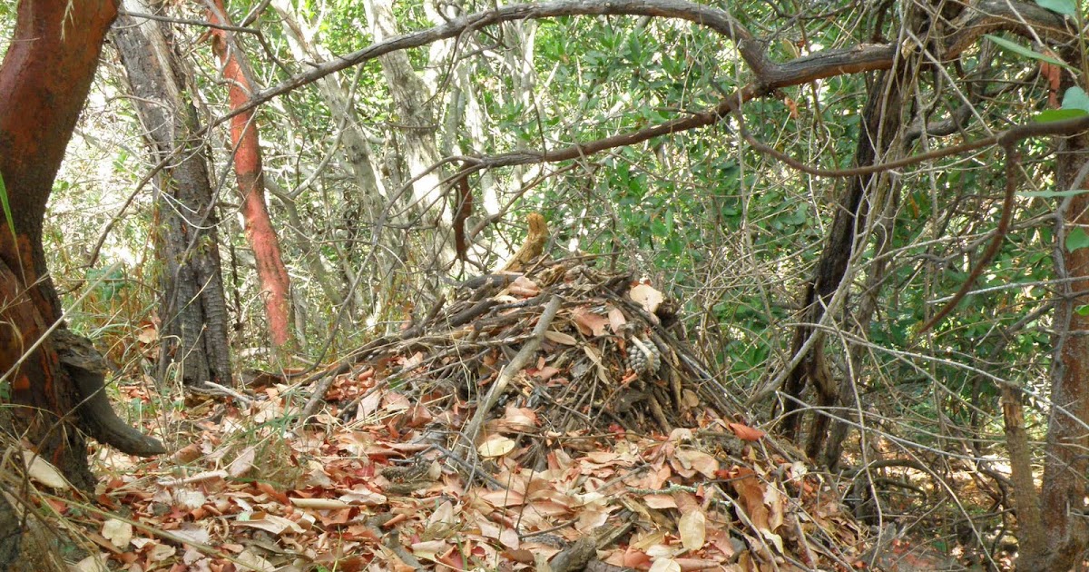 The Wood Rat's Nest the wood rat nest