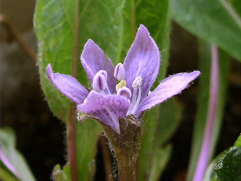 [mandrake-flower.jpg]