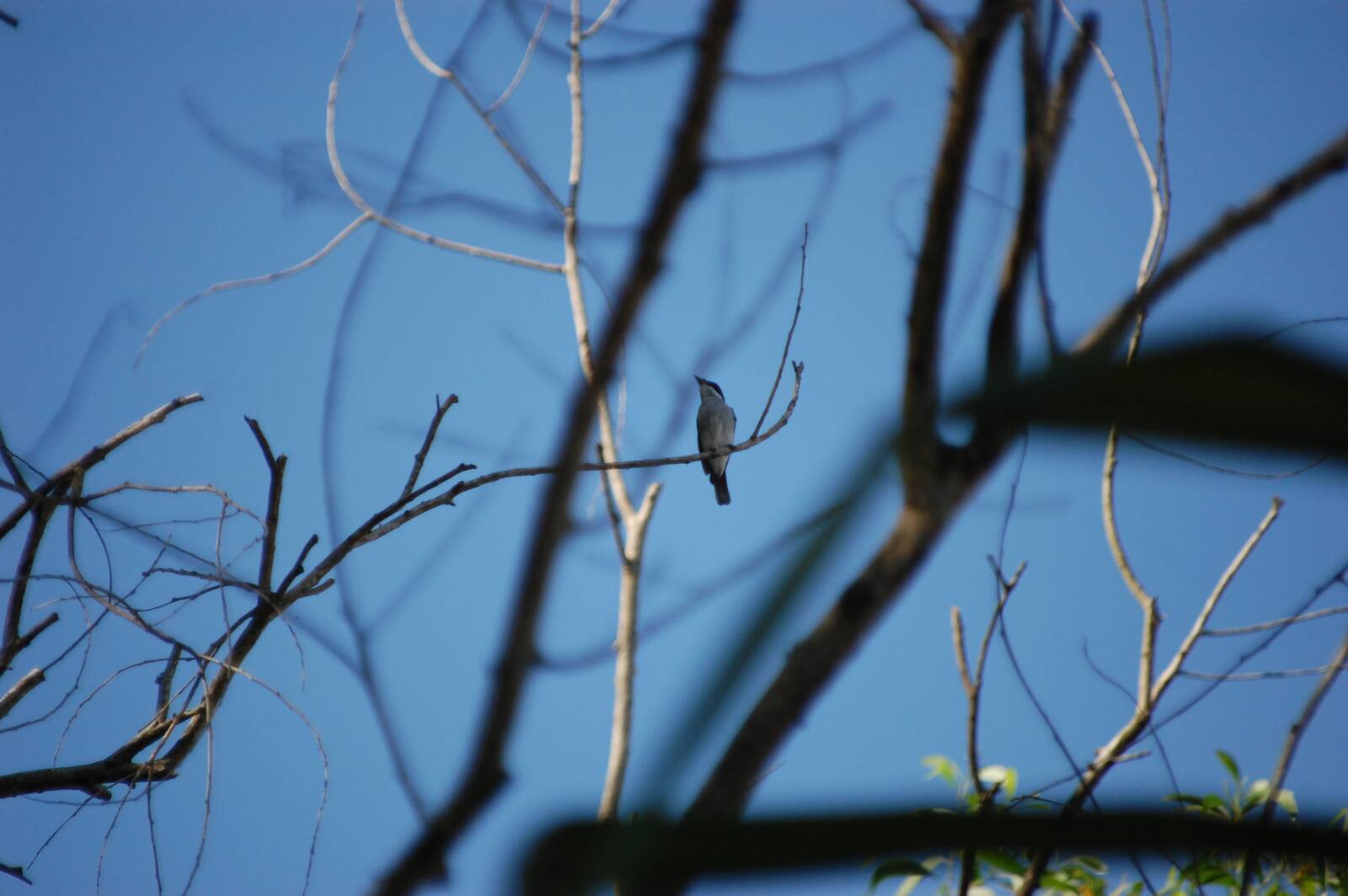 [Bird_Watching.JPG]