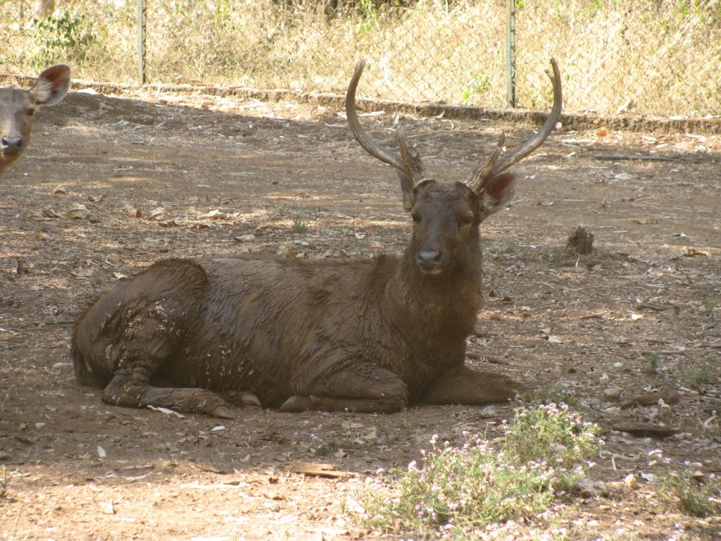 Tyavarekoppa Lion Safari