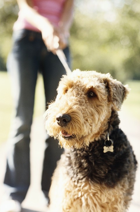 Walk the Dog - the pet care and behaviour company
