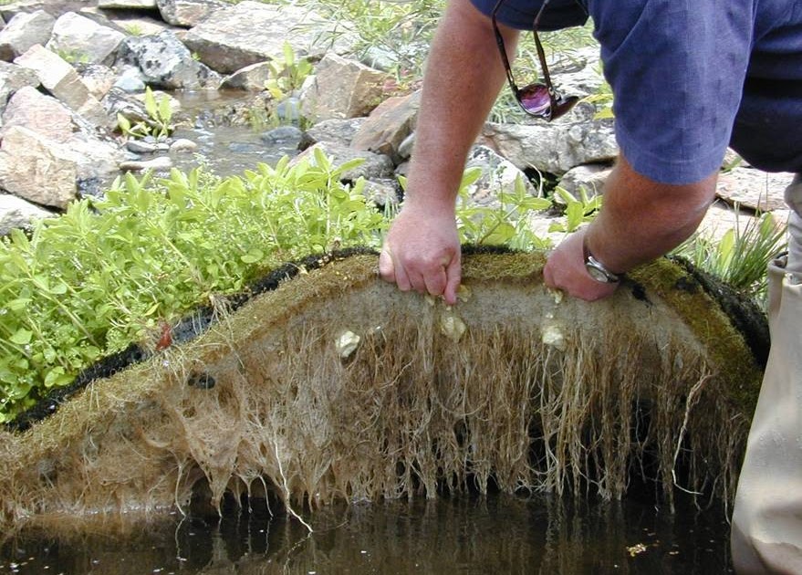 water floating plants pollution phytoremediation islands island filtering wetlands hydroponic hydroponics waste planters garden pond algae soil waterblogged ponds roots