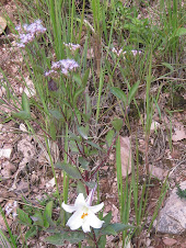 flores nas pedras