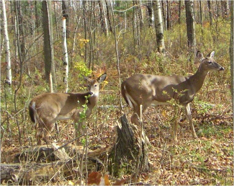 Central Pennsylvania Forestry More Deer in Pennsylvania?