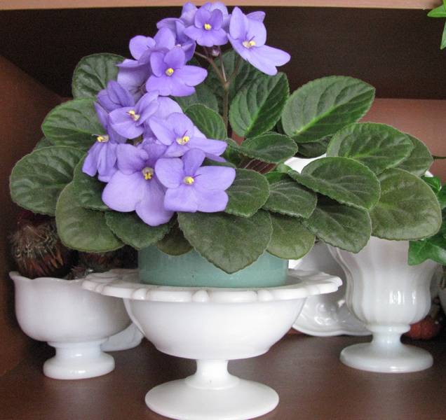 Crafty Passions African Violets in A Basket