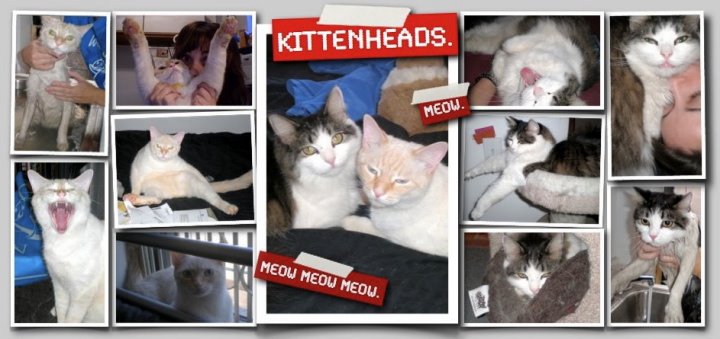 Kitten Heads