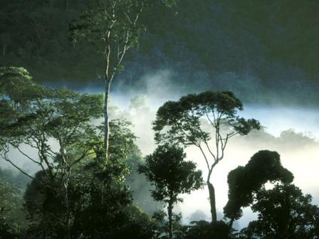 Hutan Tropis