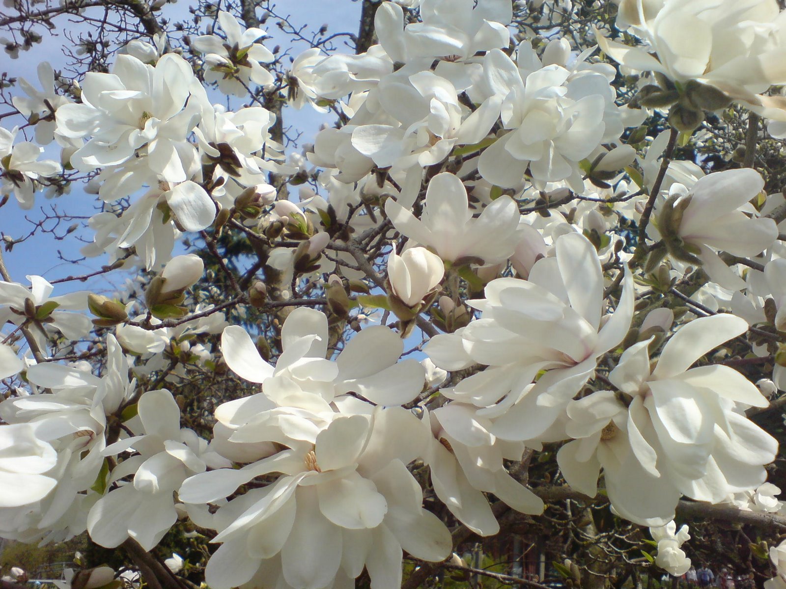 [Madhura+chitralu_white+magnolia2.JPG]