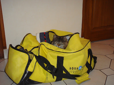 chat dans sac