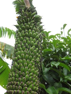 معلومات قيمه عن الموز فوتو يلا بسرعة *** Banana+tree