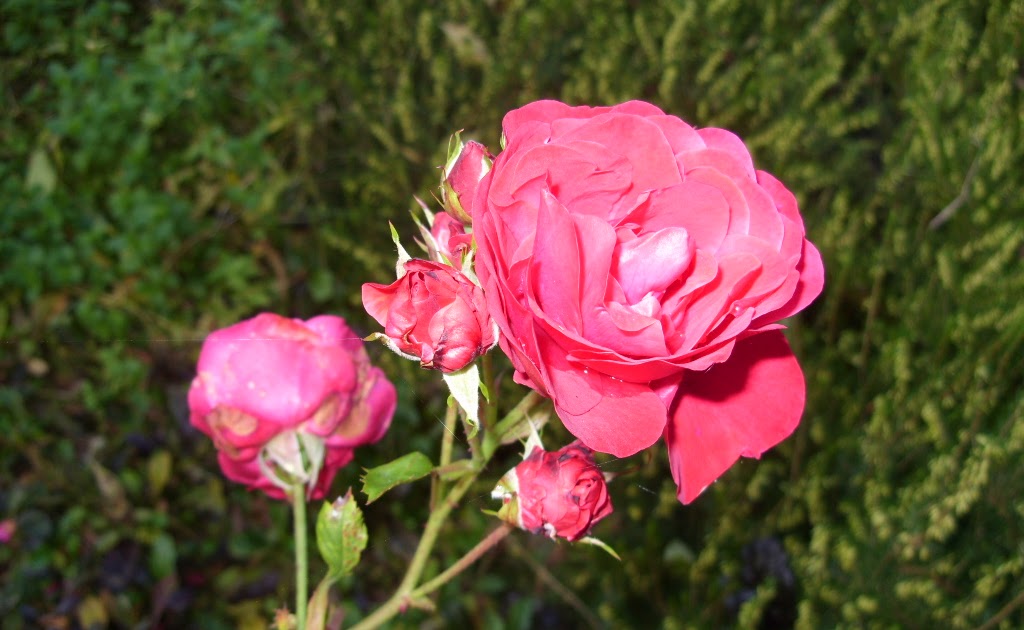 Kelli's Northern Ireland Garden Roses blooming great