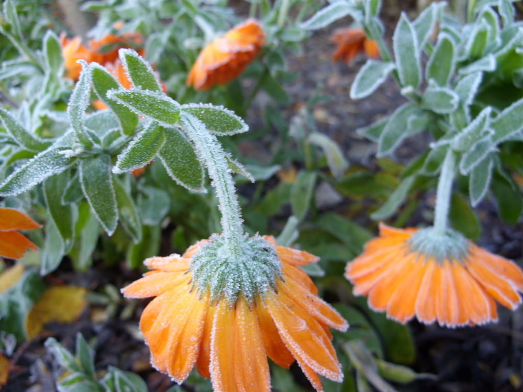 Kelli's Northern Ireland Garden Flowers Hit by Autumn Frosts