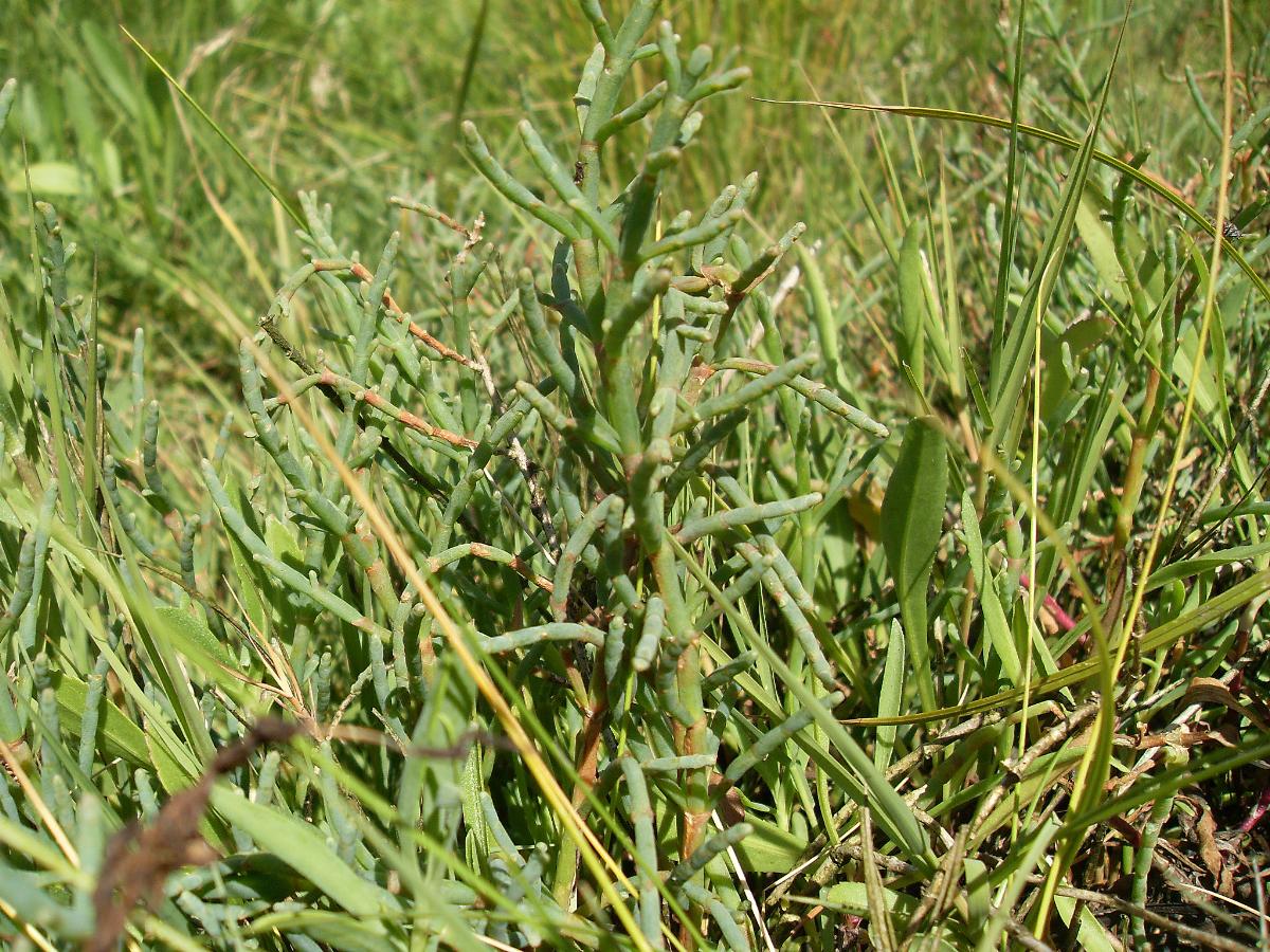 Salicornia Virginica