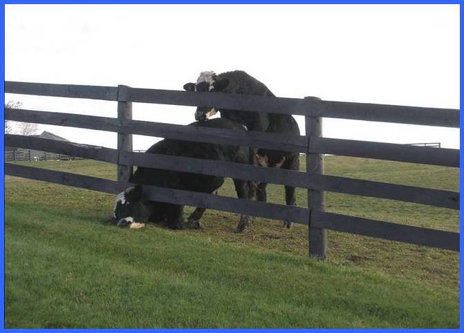 [poor+cow.jpg]