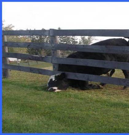 [cow.jpg]