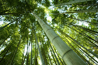 Happy Arbor Day!