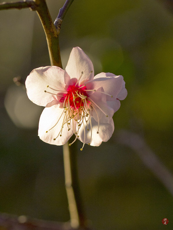 FROM THE GARDEN OF ZEN A Ume (Japanese apricot) flower in Kenchoji