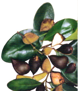 Pokok Api Api