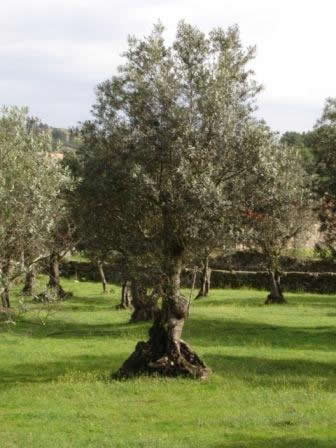 oliveira.jpg