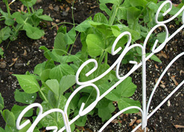 My garden peas