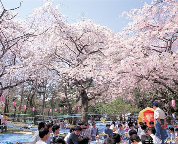 Festival of Sakura Blooming in Japan Hanami Traveling