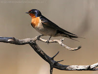 Welcome Swallow Welcome Swallow