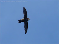 House Swift House Swift