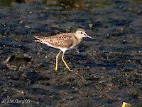 Wood Sandpiper © J.M.Garg Wood Sandpiper