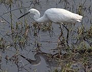 Little Egret © Birdman1 Little Egret