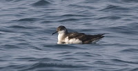 Manx Shearwater, Nantucket © Jason Forbes Manx Shearwater