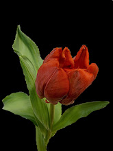 Small in size yet big in beauty