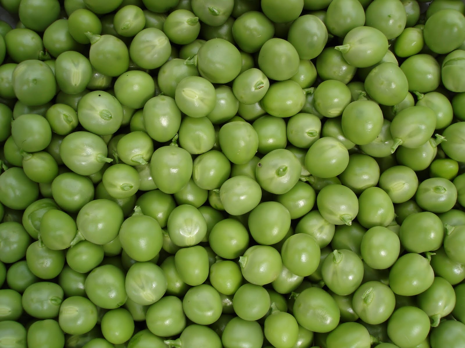 Down on the Allotment Peas and Beans
