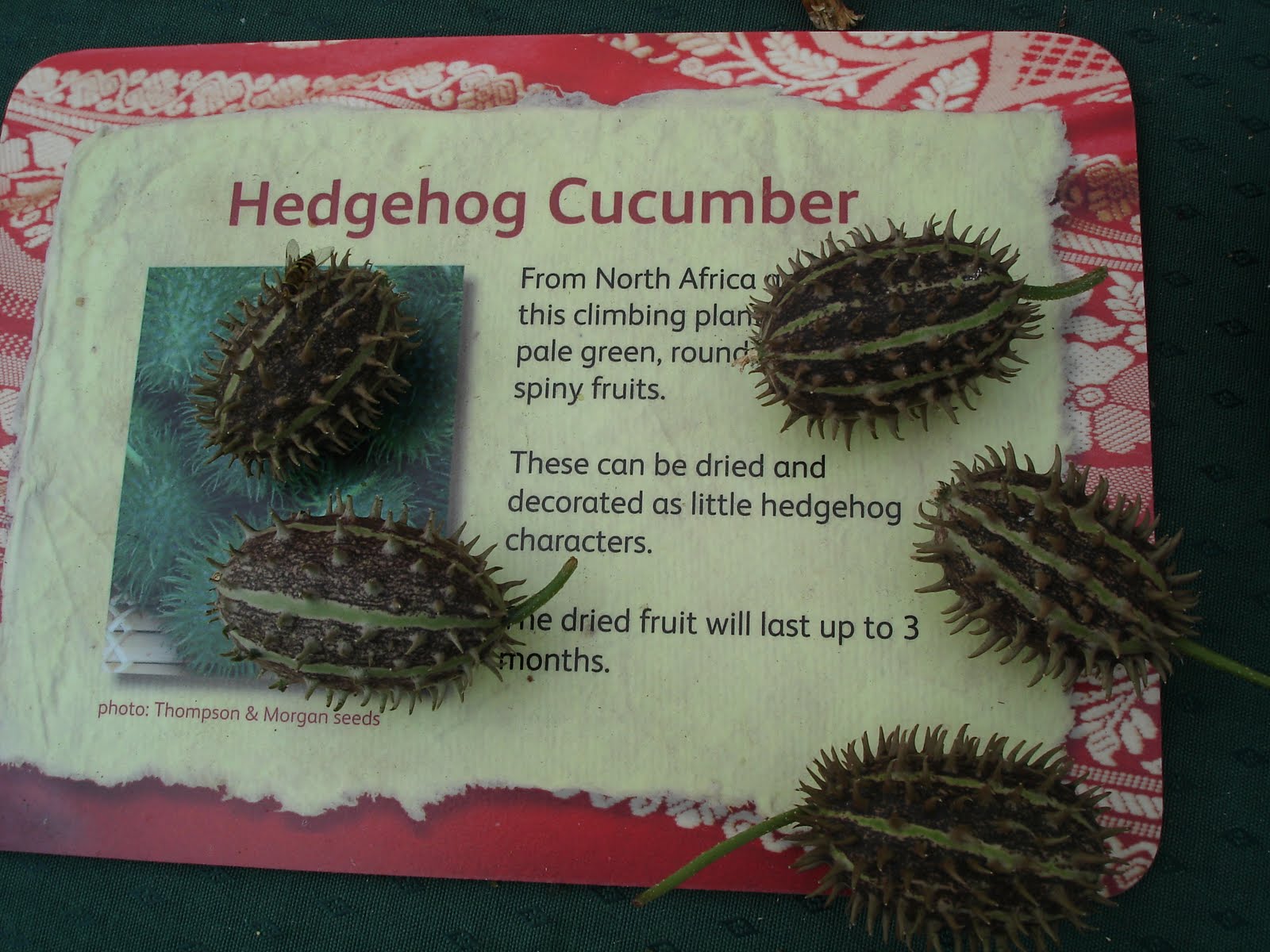 hedgehog cucumber