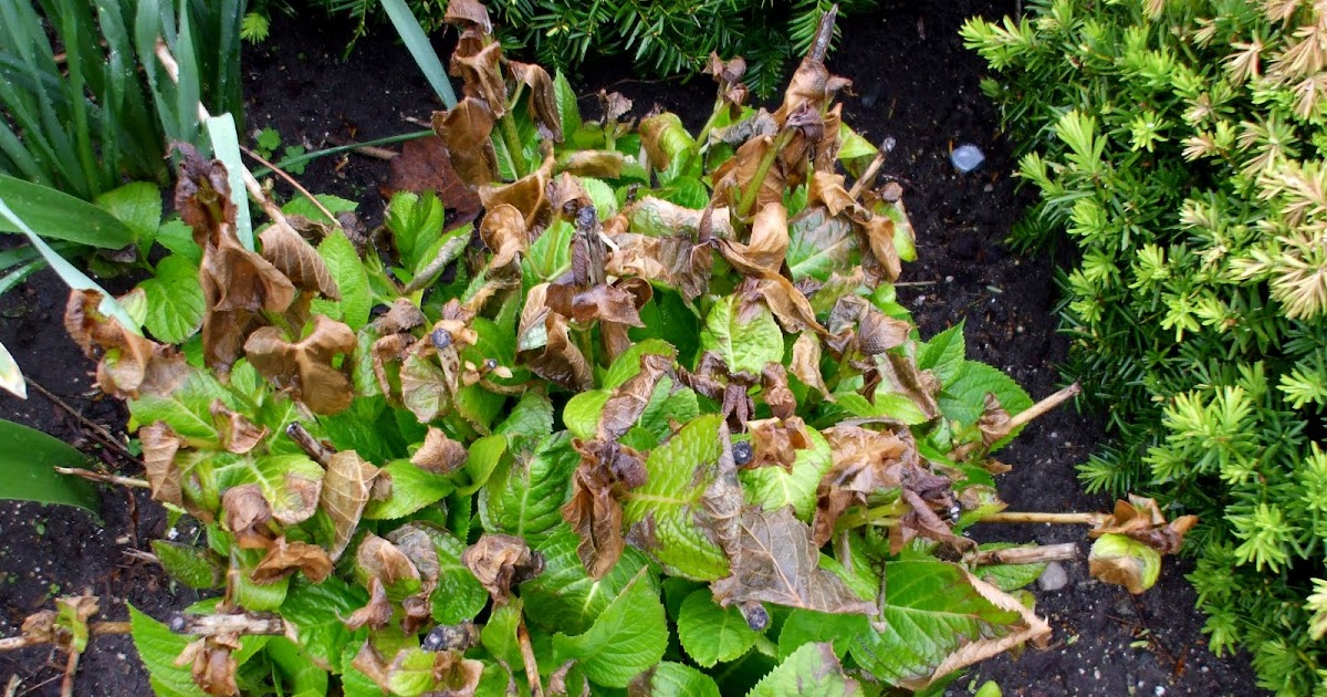 A Rose in the Garden Frost Damage, Asparagus & Mom's Bum Leg