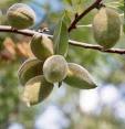 [Almond+(Prunus+dulcis).jpg]