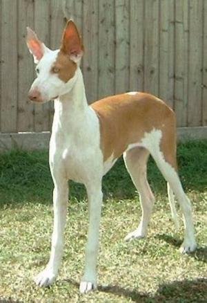 Hound Group: Ibizan Hound Top Dog Hound Group: Ibizan Hound Top Dog