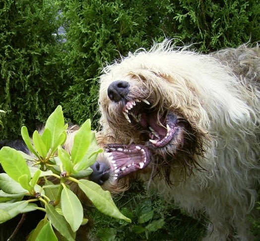 otterhound puppies for sale otterhound puppies otterhound breeders otterhounds for sale breeds picture otterhound puppies for sale otterhound puppies otterhound breeders otterhounds for sale breeds picture