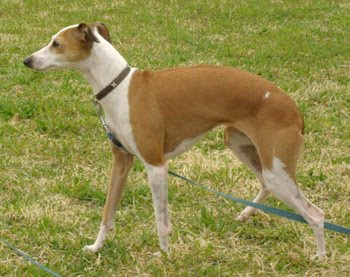 Big+dog+breeds+list