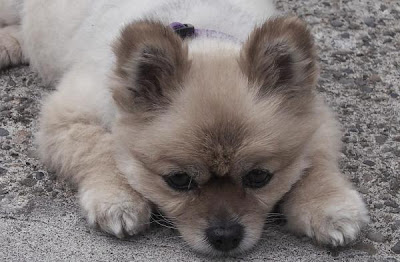 Small+dog+pictures+and+names